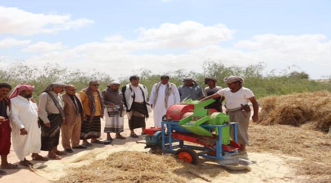 وكيل وزارة الزراعة والأسماك ومدير عام رضوم يدشنان حصاد أول تجربة لزراعة القمح في المديرية